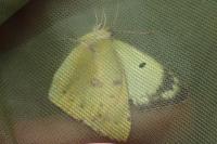 Colias hyale