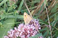 Pyronia tithonus