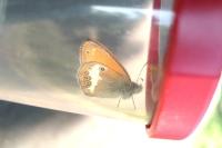 Coenonympha arcania