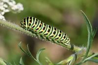 Papilio machaon