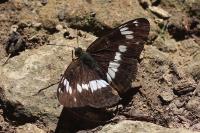 Limenitis camilla