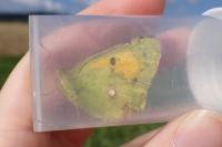 Colias crocea