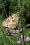 Melanargia galathea