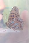 Issoria lathonia