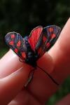 Zygaena transalpina