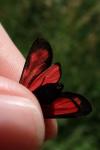 Zygaena transalpina