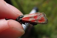 Zygaena loti