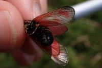 Zygaena loti
