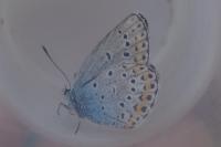 Plebejus