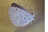 Celastrina argiolus