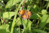 Pyronia tithonus