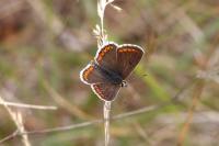 Aricia agestis