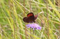 Erebia aethiops