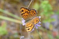 Lasiommata megera