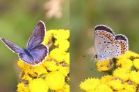 Plebejus argyrognomon
