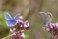 Polyommatus icarus