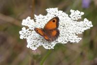 Pyronia tithonus
