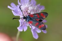Zygaena filipendulae