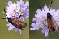 Zygaena minos/purpuralis
