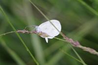 Leptidea