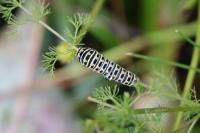 Papilio machaon