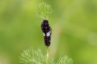 Papilio machaon