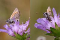 Thymelicus sylvestris