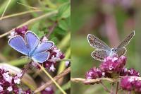 Plebejus argyrognomon