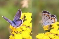 Plebejus argyrognomon