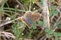 Polyommatus icarus