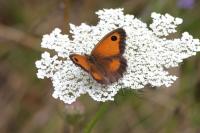 Pyronia tithonus