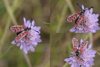 Zygaena carniolica