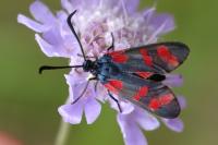 Zygaena filipendulae