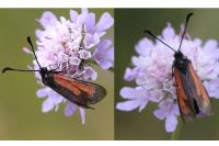 Zygaena minos/purpuralis