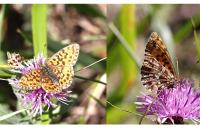 Boloria dia