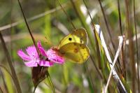 Colias alfacariensis