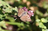 Erynnis tages