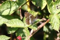 Limenitis camilla