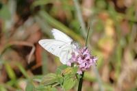 Pieris napi