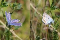 Plebejus argyrognomon