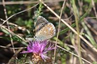 Lysandra bellargus