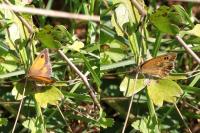 Pyronia tithonus