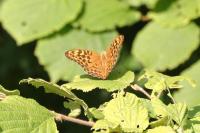 Argynnis paphia