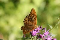 Argynnis paphia