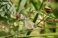 Leptidea