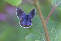 Plebejus argyrognomon