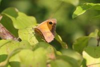 Pyronia tithonus