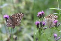 Argynnis paphia