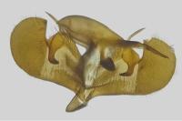 Pyrgus armoricanus
