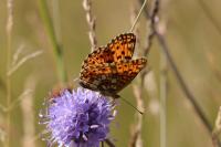 Boloria selene